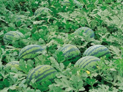 西瓜施肥用什么肥料好