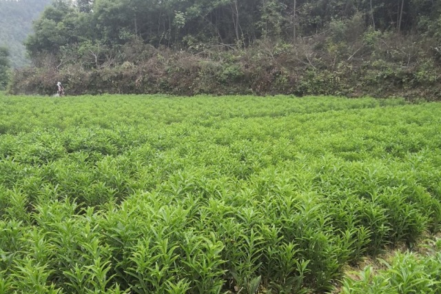龙牙百合种植怎么施肥