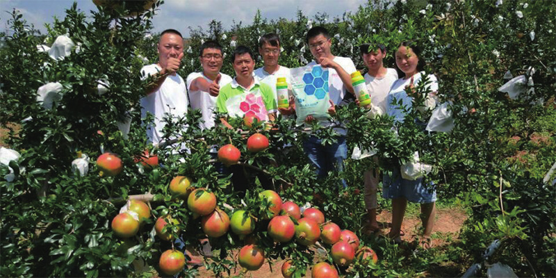 爱隆大量元素水溶肥会理石榴应用效果
