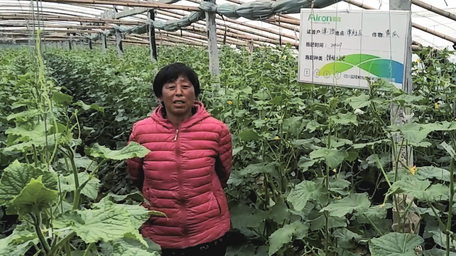 爱隆含氨基酸水溶肥料莱西黄瓜应用效果