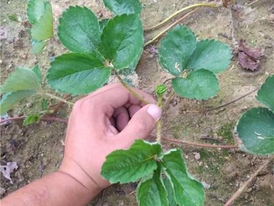 草莓摘除老叶有何作用
