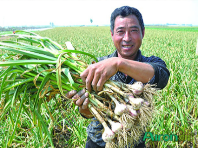 种植大蒜用什么肥料好？大蒜田间管理