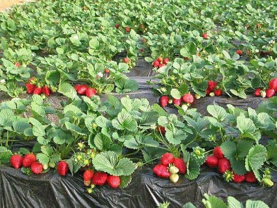 草莓秋季怎么施底肥