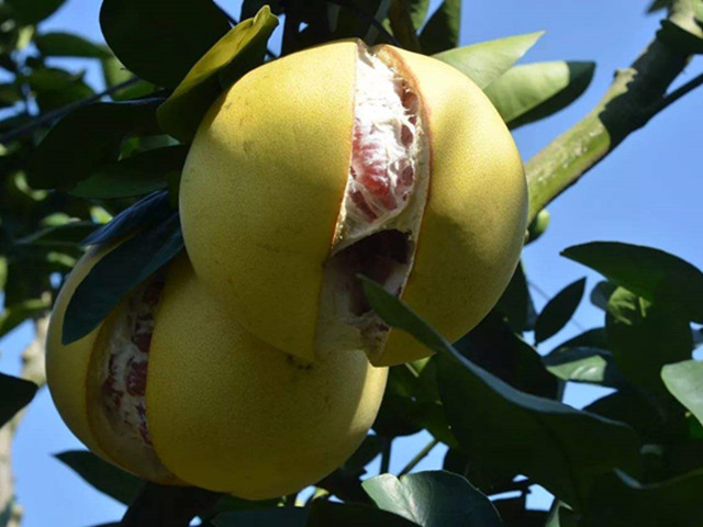 蜜柚裂果怎么办