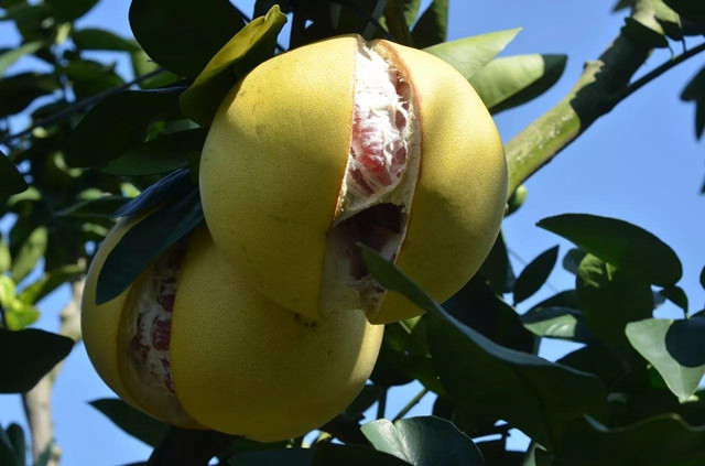 蜜柚裂果的原因