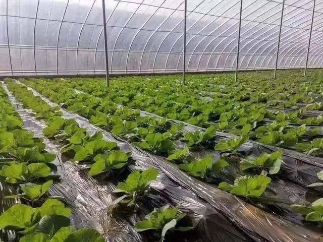 大棚温度管理