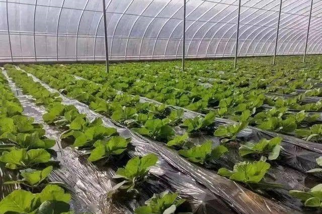 大棚温度管理