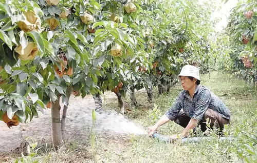 水溶性肥料标准 劣质水溶肥有那些特点？