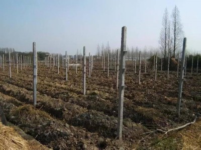 葡萄建园需要注意哪些地方