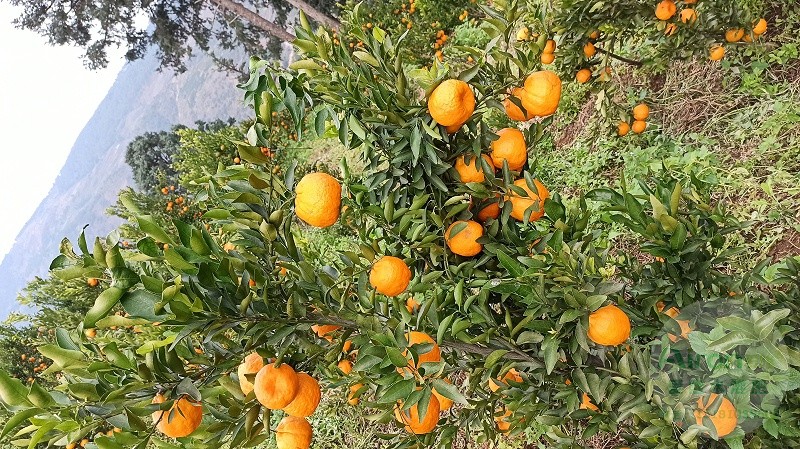 保花保果