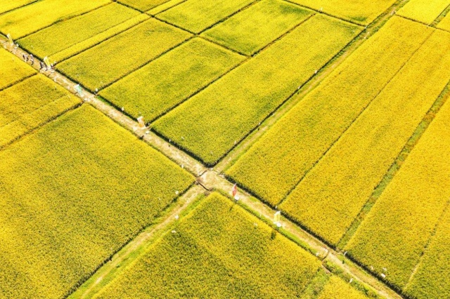 大量元素水溶肥的特点