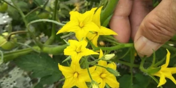 高磷型水溶肥