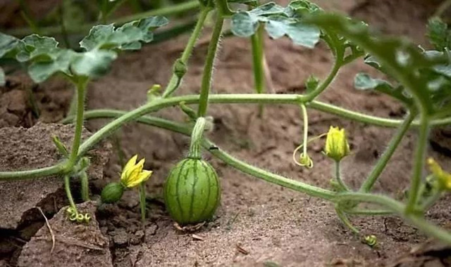 秋冬大棚西瓜保花保瓜