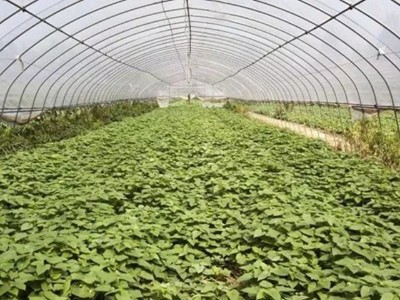 大棚种植使用哪种冲施肥效果好