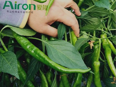 不同蔬菜需肥类型