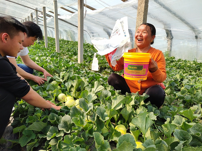 爱隆水溶肥甜瓜使用案例