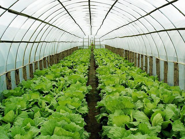 除了轮作之外，还有哪些方法可以预防重茬障碍？