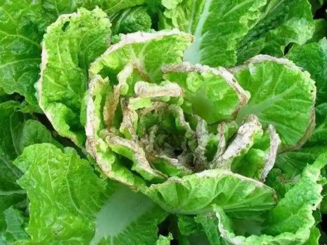 蔬菜微量元素缺乏症