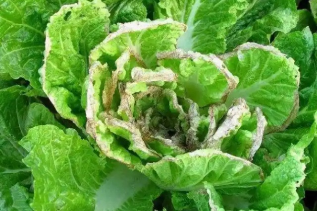 蔬菜微量元素缺乏症