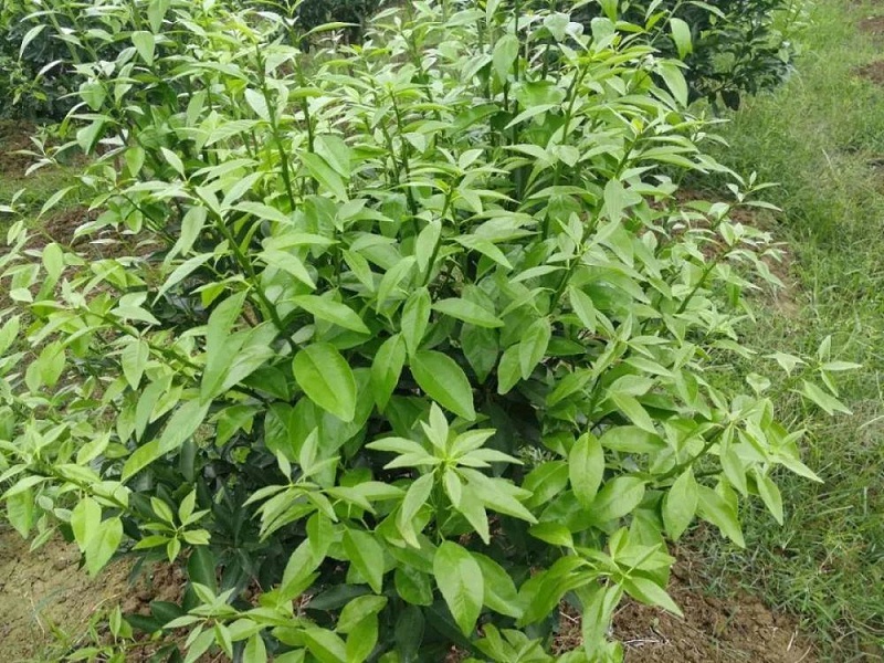 柑橘秋梢怎么样施肥最好