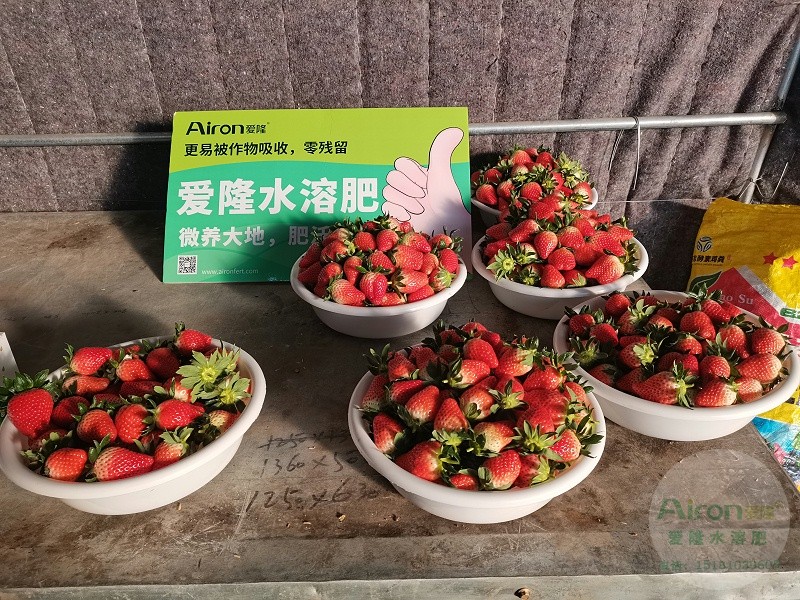 草莓肥料