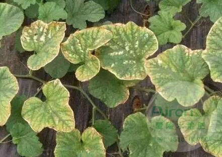 水溶肥正规厂家
