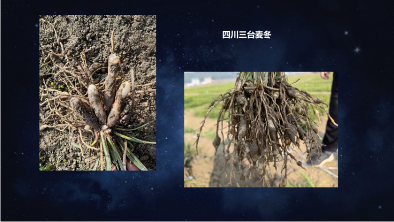 爱隆唐老师在第八届中国有机肥发展大会上专题报告内容