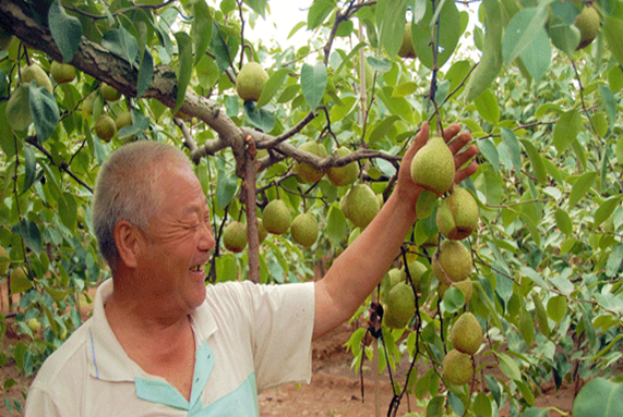 梨树施肥
