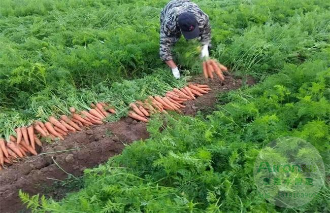 胡萝卜怎么种植方法(胡萝卜怎么种植方法步骤)