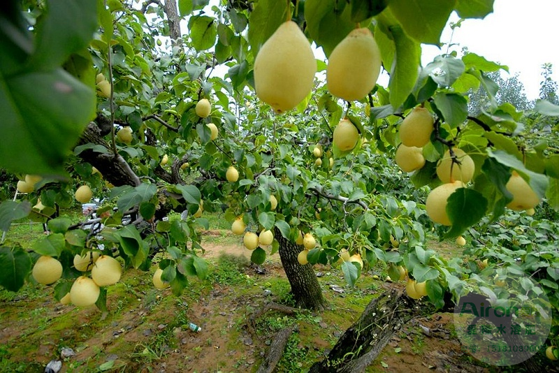 硼肥,梨树