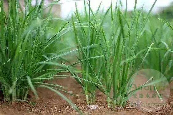 韭菜施肥什么肥料好