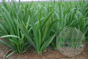 韭菜施肥什么肥料好