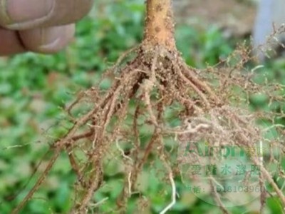 植物养根注意事项