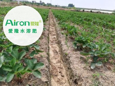 草莓叶面肥什么时候喷好