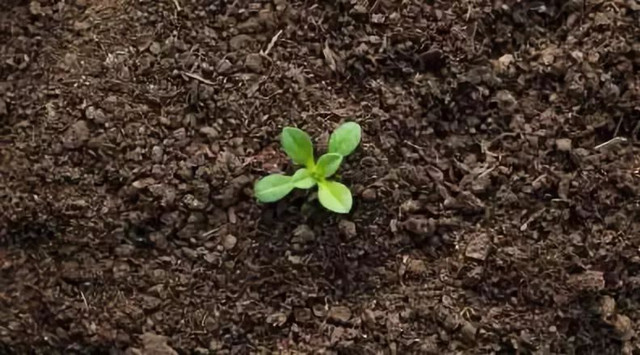 秋季如何施用生物有机菌肥