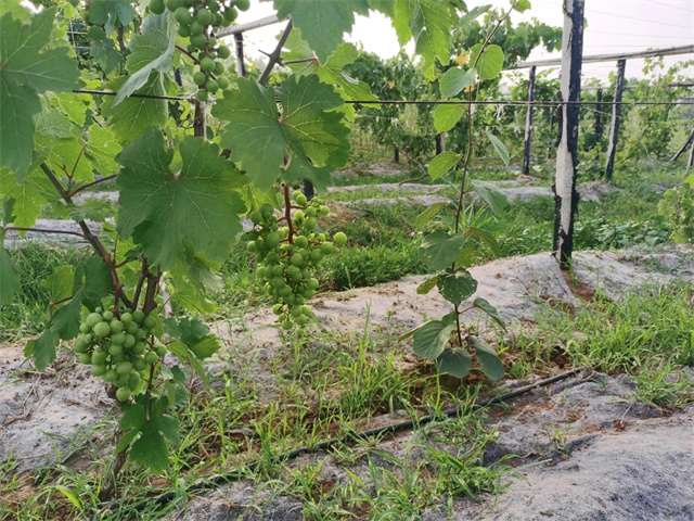 矿源黄腐酸钾
