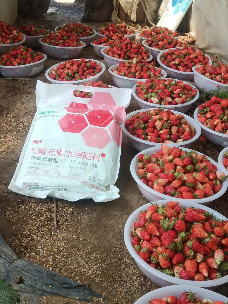 草莓施什么肥