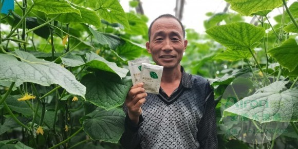使用爱隆水溶肥黄金搭档叶面肥的黄瓜