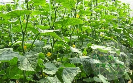 使用爱隆水溶肥黄金搭档叶面肥的黄瓜园