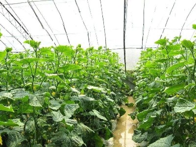 大棚蔬菜,施肥