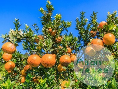 柑橘留树采摘后