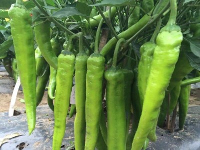怎样使辣椒膨果快