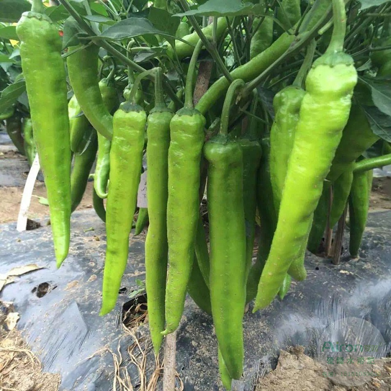 怎样使辣椒膨果快