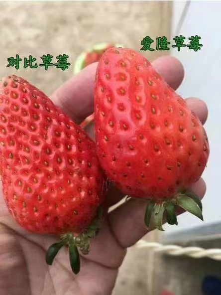 导致草莓空心的原因