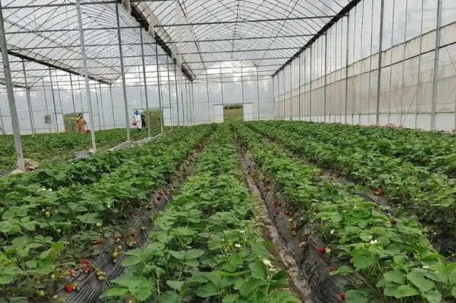 微生物肥料对草莓的作用