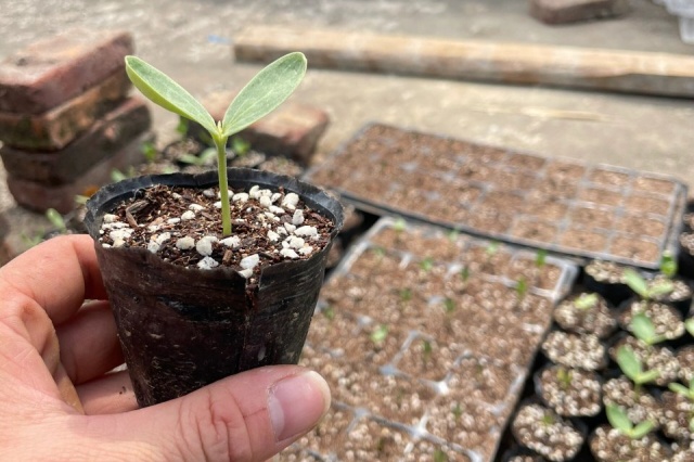 西瓜育苗前的种子处理与浸种催芽