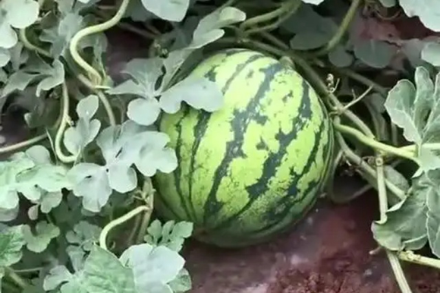 西瓜育苗前的种子处理与浸种催芽