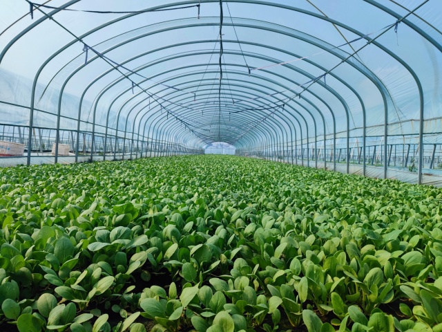 蔬菜大棚种植高温消毒杀菌方法