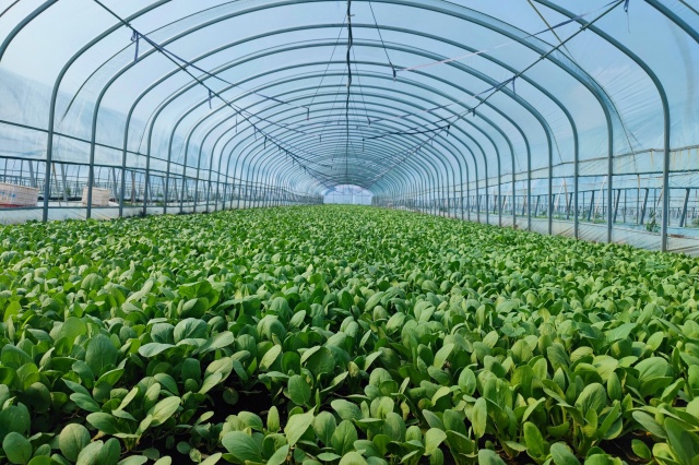 蔬菜大棚种植高温消毒杀菌方法