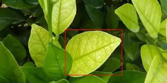 黄金搭档叶面肥